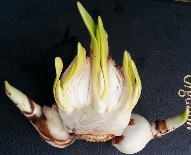 Habitantes de Hanoi mantienen costumbre de cuidar narcisos en el Tet ảnh 4 Habitantes de Hanoi mantienen costumbre de cuidar narcisos en el Tet ảnh 4