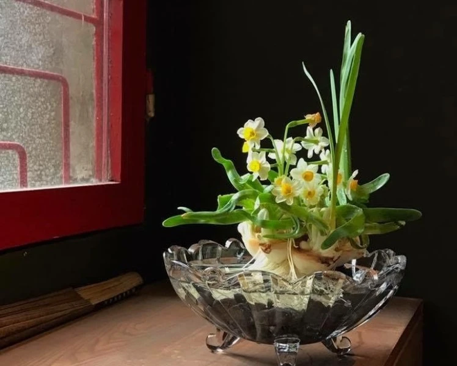 Habitantes de Hanoi mantienen costumbre de cuidar narcisos en el Tet ảnh 1 Habitantes de Hanoi mantienen costumbre de cuidar narcisos en el Tet ảnh 1