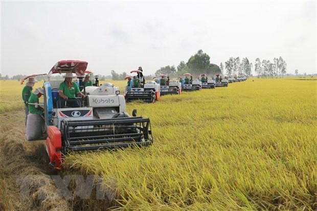 Promueven en Vietnam iniciativas agrícolas en adaptación al cambio climático ảnh 1
