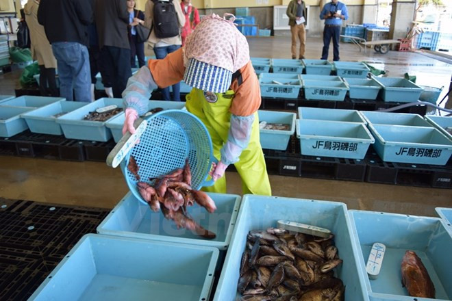 Exportadores de mariscos de Japón entran en mercado vietnamita ảnh 1 Exportadores de mariscos de Japón entran en mercado vietnamita ảnh 1