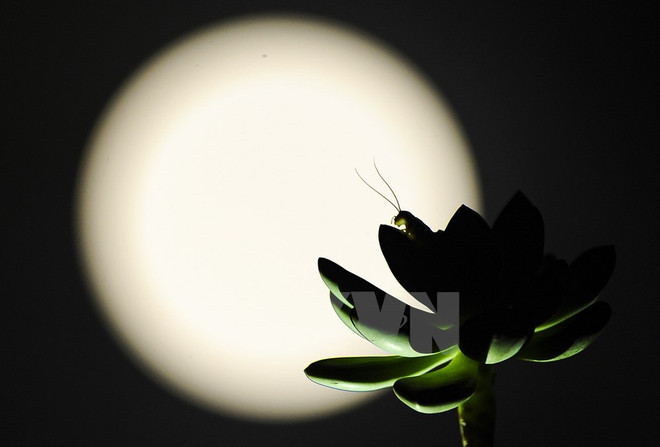 [Photo] Super luna más grande en 100 años en Hanoi ảnh 4