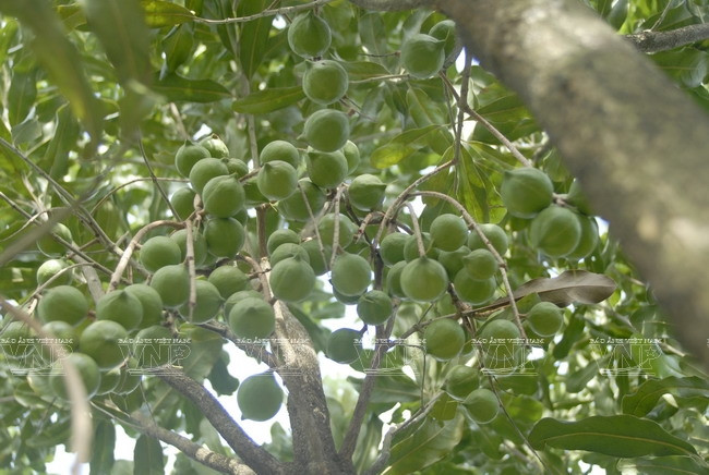 Devino cultivo de Macadamia en sector potencial de Vietnam ảnh 4 Devino cultivo de Macadamia en sector potencial de Vietnam ảnh 4