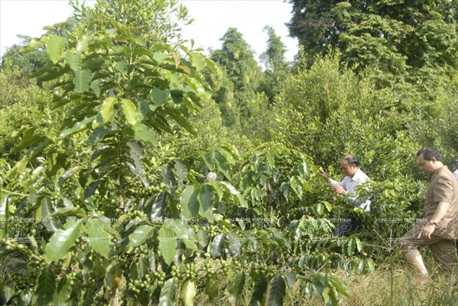 Devino cultivo de Macadamia en sector potencial de Vietnam ảnh 3 Devino cultivo de Macadamia en sector potencial de Vietnam ảnh 3
