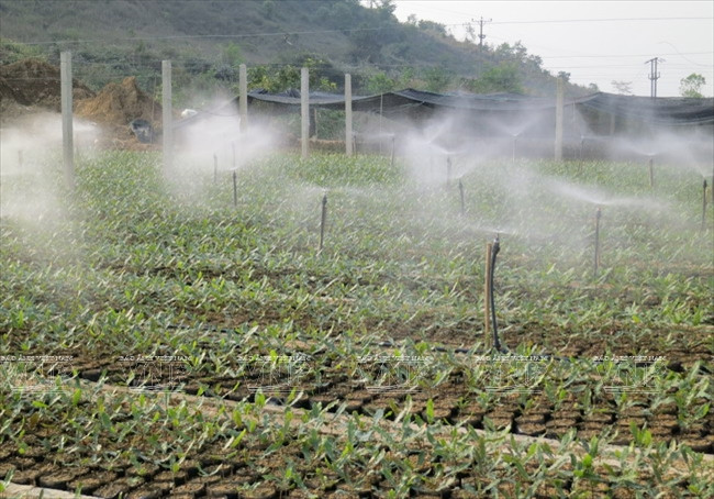 Devino cultivo de Macadamia en sector potencial de Vietnam ảnh 1 Devino cultivo de Macadamia en sector potencial de Vietnam ảnh 1