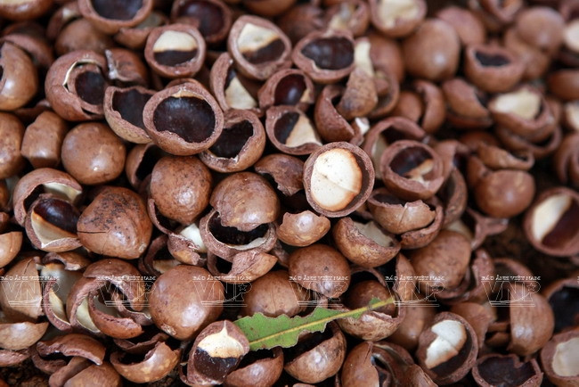 Devino cultivo de Macadamia en sector potencial de Vietnam ảnh 6 Devino cultivo de Macadamia en sector potencial de Vietnam ảnh 6