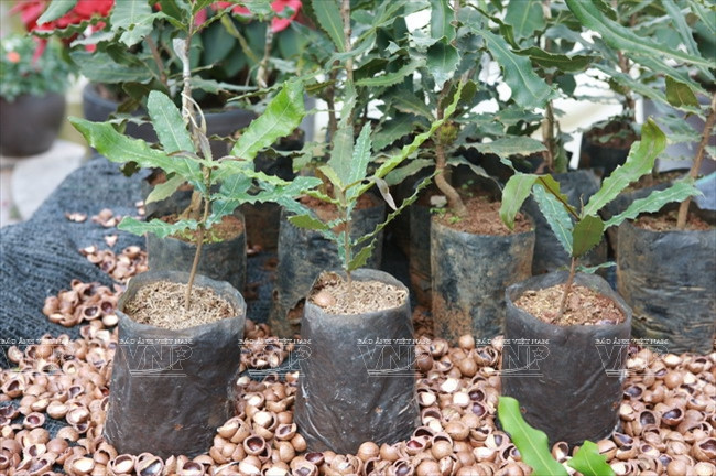 Devino cultivo de Macadamia en sector potencial de Vietnam ảnh 2 Devino cultivo de Macadamia en sector potencial de Vietnam ảnh 2
