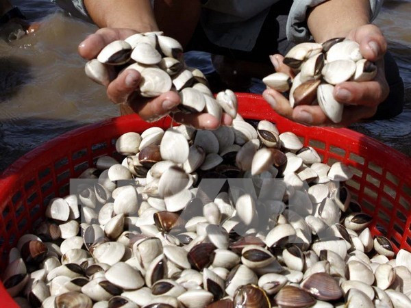 Exportaciones de moluscos de valvas totalizarán 85 millones USD ảnh 1 Exportaciones de moluscos de valvas totalizarán 85 millones USD ảnh 1