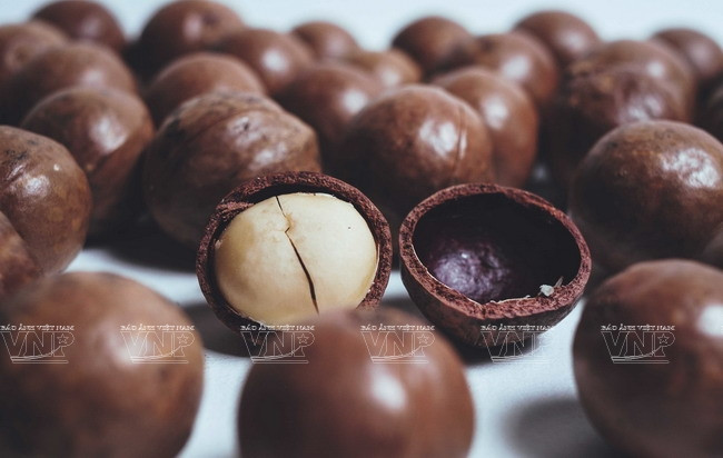 Devino cultivo de Macadamia en sector potencial de Vietnam ảnh 5 Devino cultivo de Macadamia en sector potencial de Vietnam ảnh 5