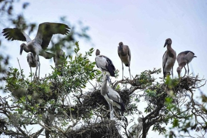 Implementan conservación urgente de aves silvestres en Vietnam ảnh 1 Implementan conservación urgente de aves silvestres en Vietnam ảnh 1
