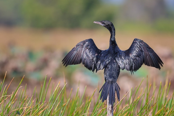Implementan conservación urgente de aves silvestres en Vietnam ảnh 2 Implementan conservación urgente de aves silvestres en Vietnam ảnh 2