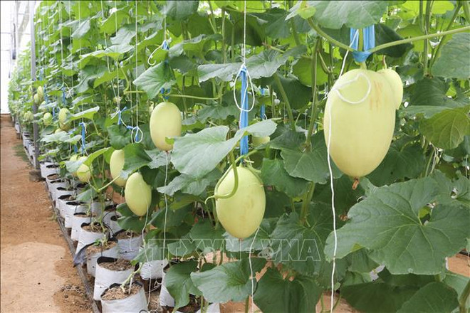 Provincia vietnamita de Ninh Thuan promueve desarrollo agrícola y rural sostenible ảnh 1 Provincia vietnamita de Ninh Thuan promueve desarrollo agrícola y rural sostenible ảnh 1