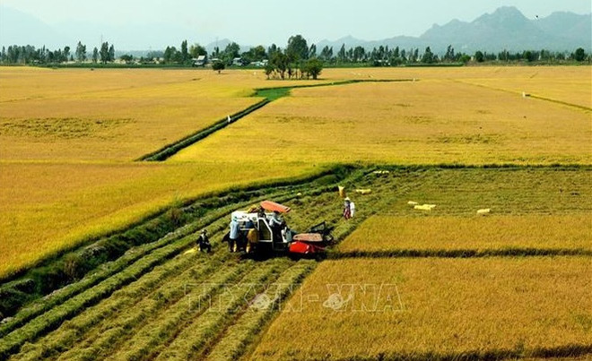 Provincia vietnamita de Ninh Thuan promueve desarrollo agrícola y rural sostenible ảnh 2 Provincia vietnamita de Ninh Thuan promueve desarrollo agrícola y rural sostenible ảnh 2