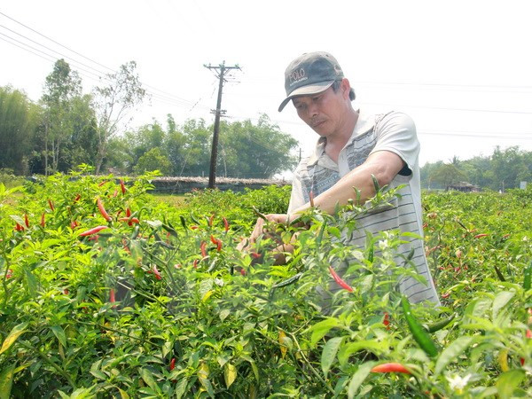 Oportunidades en exportación de ají para empresas vietnamitas ảnh 1 Oportunidades en exportación de ají para empresas vietnamitas ảnh 1