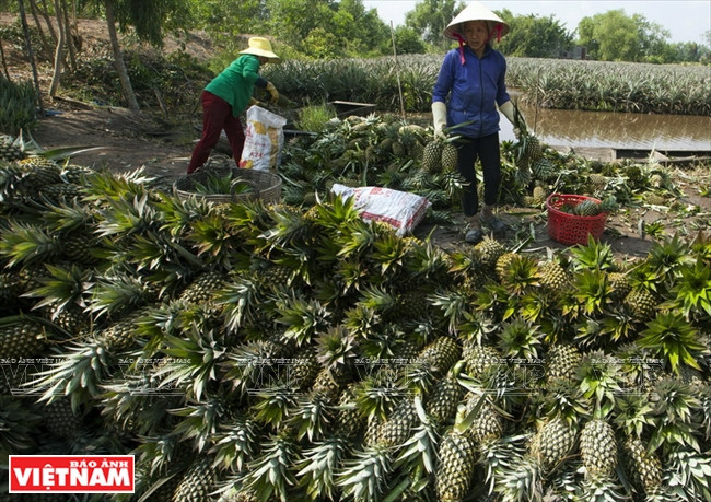 Policultivo en suelo alcalino ảnh 2 Policultivo en suelo alcalino ảnh 2