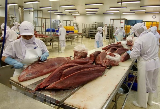 Exportaciones vietnamitas de atún se quintuplican en enero ảnh 1 Exportaciones vietnamitas de atún se quintuplican en enero ảnh 1