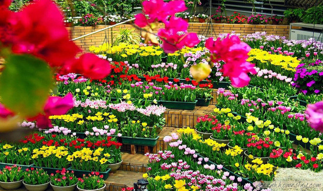Quang Binh acogerá Festival Internacional de Flores en 2023 ảnh 1