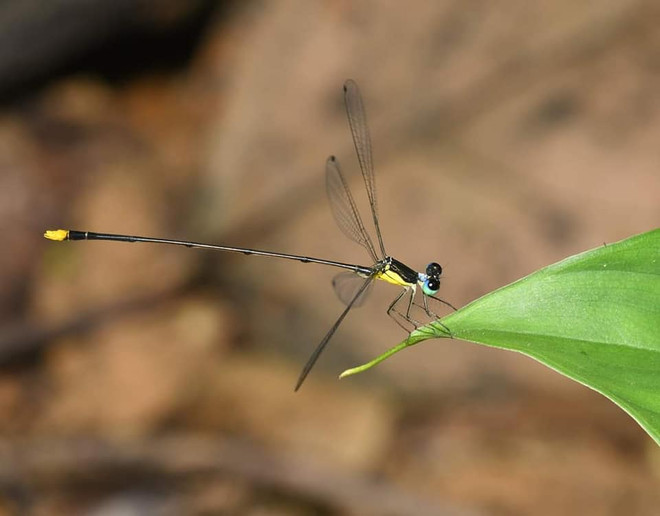 Descubren en Vietnam nueva especie endémica de zigóptero ảnh 1 Descubren en Vietnam nueva especie endémica de zigóptero ảnh 1