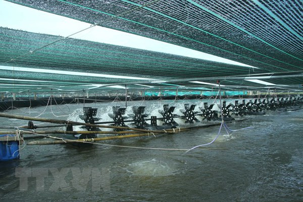 Pronostican panorama positivo para exportaciones vietnamitas de camarones en 2021 ảnh 1 Pronostican panorama positivo para exportaciones vietnamitas de camarones en 2021 ảnh 1