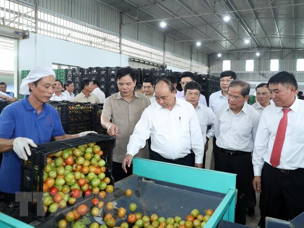 Premier de Vietnam visita modelo de cultivo de verduras limpias ảnh 1 Premier de Vietnam visita modelo de cultivo de verduras limpias ảnh 1