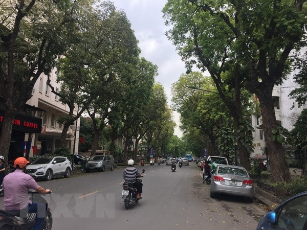 Hanoi plantará más de mil árboles para festejar el Tet ảnh 1 Hanoi plantará más de mil árboles para festejar el Tet ảnh 1