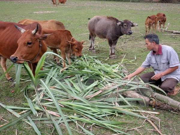 Alcanza Vietnam logros impresionantes en reducción de pobreza ảnh 1 Alcanza Vietnam logros impresionantes en reducción de pobreza ảnh 1