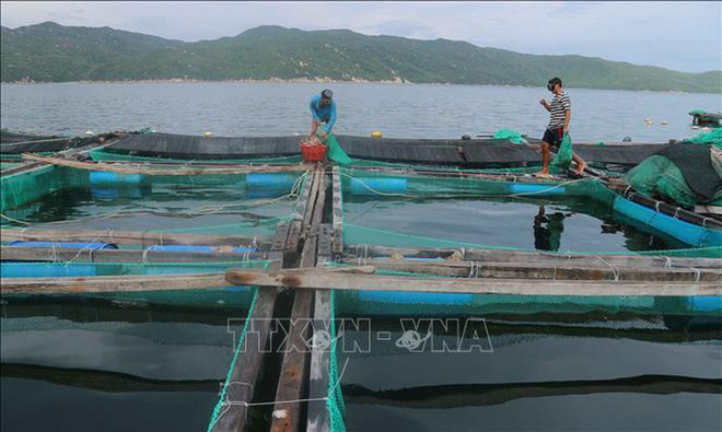 Capital de la industria camaronera de Vietnam ảnh 1
