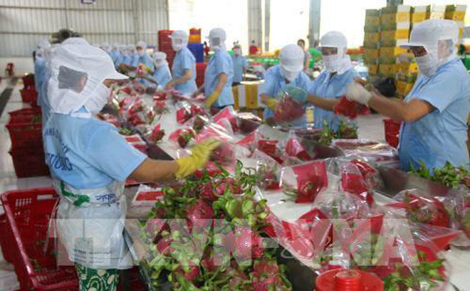 Aspira Vietnam a ingresar cinco mil millones de USD por ventas de frutas y vegetales en 2020 ảnh 1