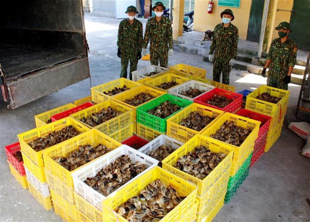 Vietnam previene comercio y transporte ilegales de aves de corral a través de fronteras nacionales ảnh 2 Vietnam previene comercio y transporte ilegales de aves de corral a través de fronteras nacionales ảnh 2