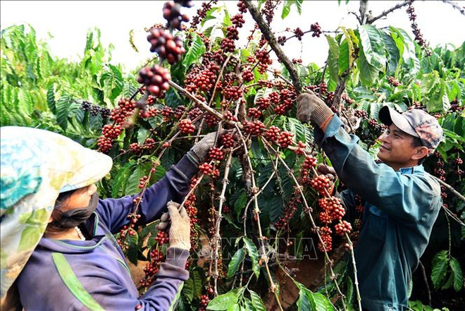 Vietnam gana más de dos mil millones de dólares por exportaciones de café ảnh 1 Vietnam gana más de dos mil millones de dólares por exportaciones de café ảnh 1