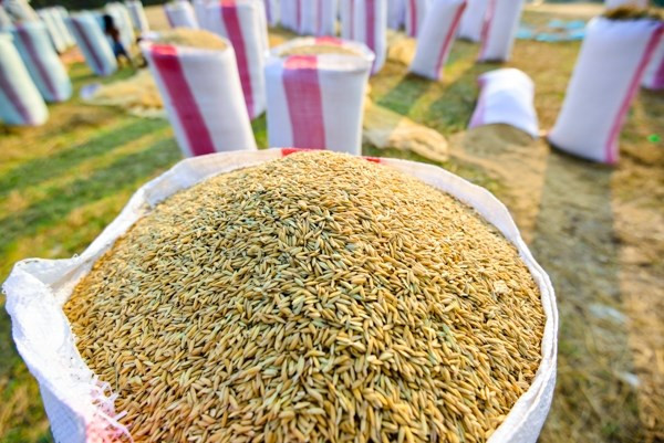 Exportaciones de arroz de Camboya alcanzan casi 230 millones de dólares ảnh 1 Exportaciones de arroz de Camboya alcanzan casi 230 millones de dólares ảnh 1