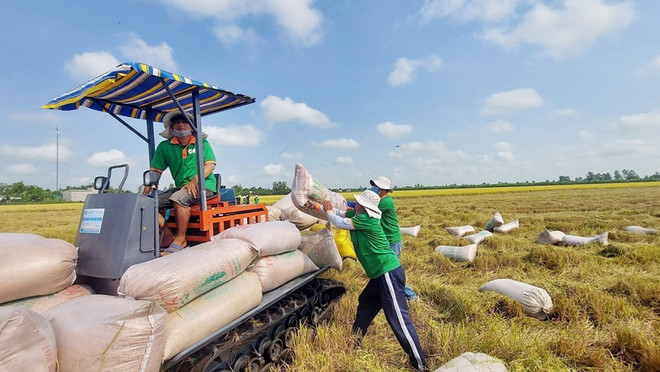 Diversifican mercado de exportación para el arroz vietnamita ảnh 2 Diversifican mercado de exportación para el arroz vietnamita ảnh 2
