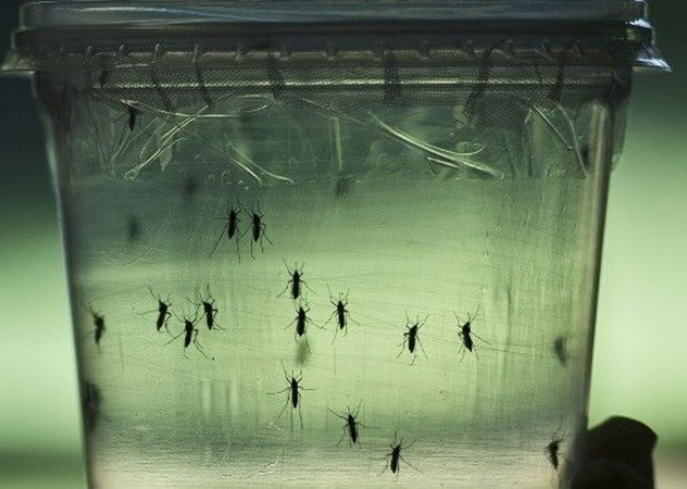 Malasia sospecha nuevo tipo de virus Zika ảnh 1 Malasia sospecha nuevo tipo de virus Zika ảnh 1