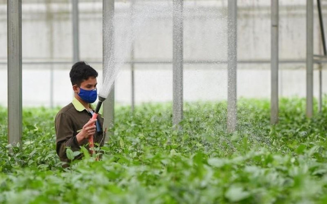 Día Mundial de la Alimentación: Construir un sistema alimentario sostenible ảnh 1 Día Mundial de la Alimentación: Construir un sistema alimentario sostenible ảnh 1