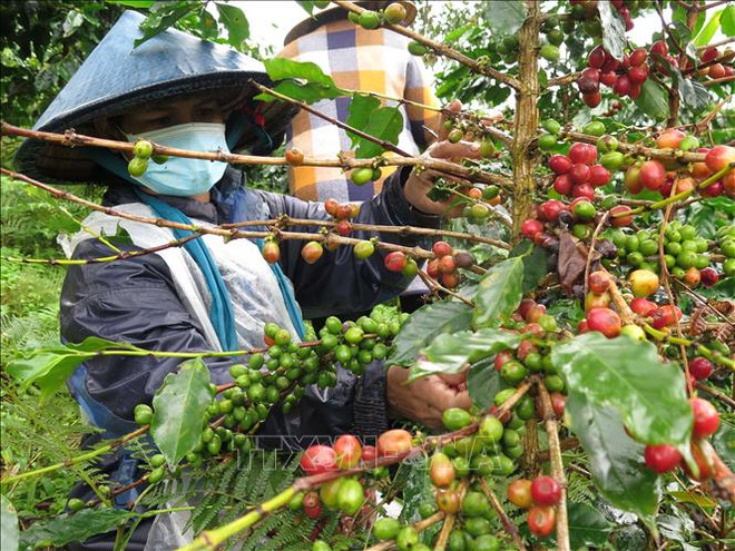 Periódico alemán refleja impacto del cambio climático para café vietnamita ảnh 1 Periódico alemán refleja impacto del cambio climático para café vietnamita ảnh 1