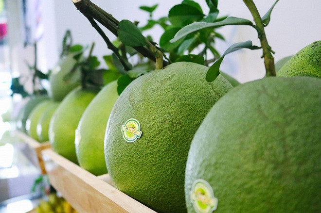 Pomelos vietnamitas frescos ingresarán oficialmente a Estados Unidos ảnh 1 Pomelos vietnamitas frescos ingresarán oficialmente a Estados Unidos ảnh 1
