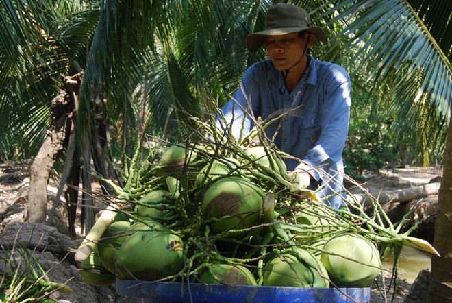 Provincia vietnamita expande el cultivo de coco orgánico ảnh 1 Provincia vietnamita expande el cultivo de coco orgánico ảnh 1