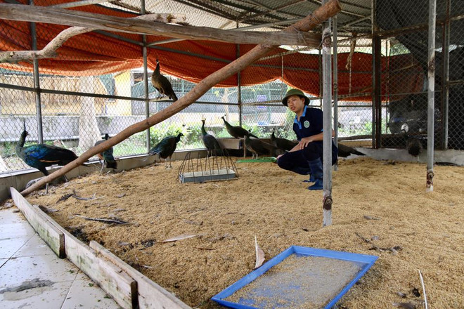 Protegen en Hanoi a casi 800 ejemplares de animales salvajes rescatados ảnh 1 Protegen en Hanoi a casi 800 ejemplares de animales salvajes rescatados ảnh 1