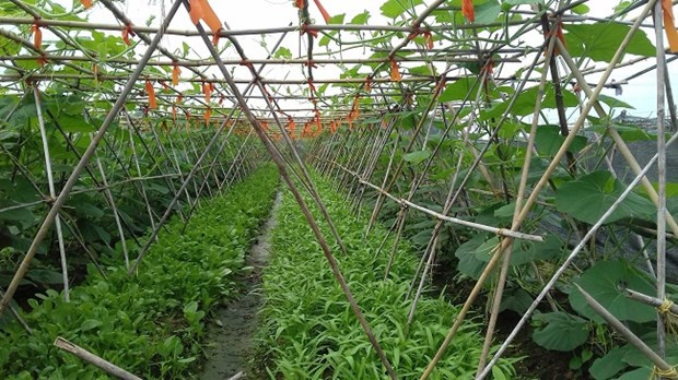 Provincia de Bac Giang se esfuerza por mejorar el valor del sector agrícola ảnh 1 Provincia de Bac Giang se esfuerza por mejorar el valor del sector agrícola ảnh 1