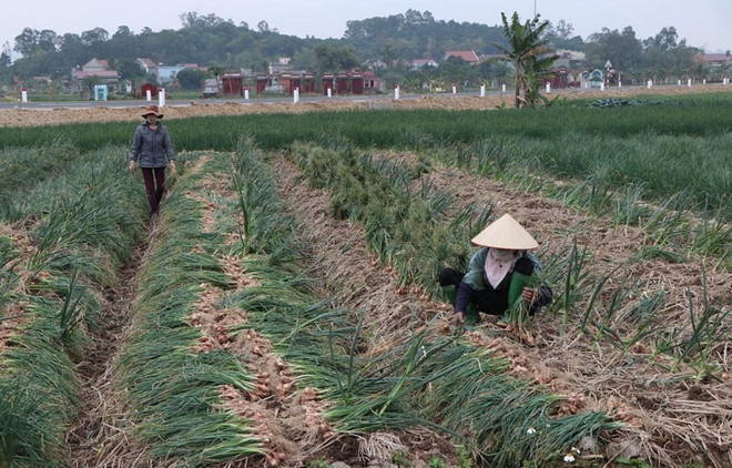 Consumo de productos agrícolas avanzará hacia la diversidad y sostenibilidad ảnh 1 Consumo de productos agrícolas avanzará hacia la diversidad y sostenibilidad ảnh 1