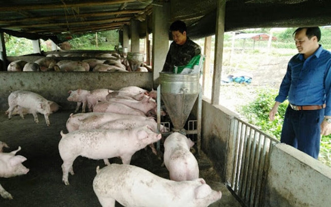 Provincia vietnamita por impulsar la agricultura ecológica ảnh 1  Provincia vietnamita por impulsar la agricultura ecológica ảnh 1