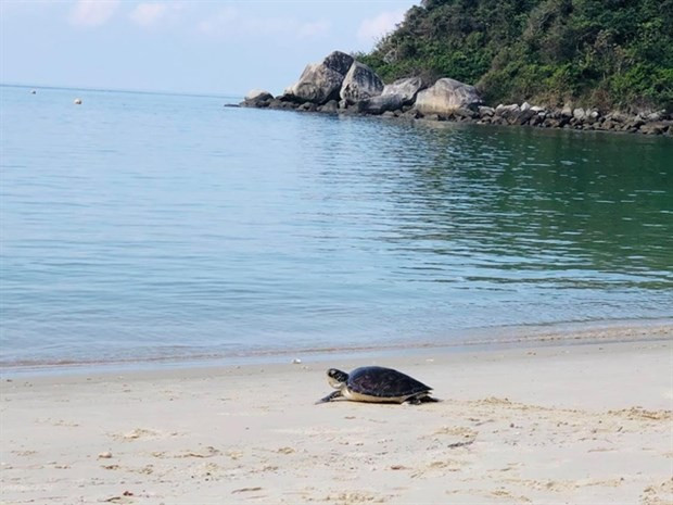 Liberan al mar a tortuga marina en Vietnam ảnh 1 Liberan al mar a tortuga marina en Vietnam ảnh 1