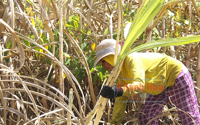 Provincia vietnamita impulsa desarrollo socioeconómico de las minorías étnicas ảnh 1