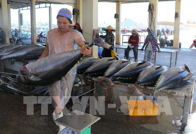 Crecen exportaciones de atún de Vietnam a UE gracias al EVFTA ảnh 1
