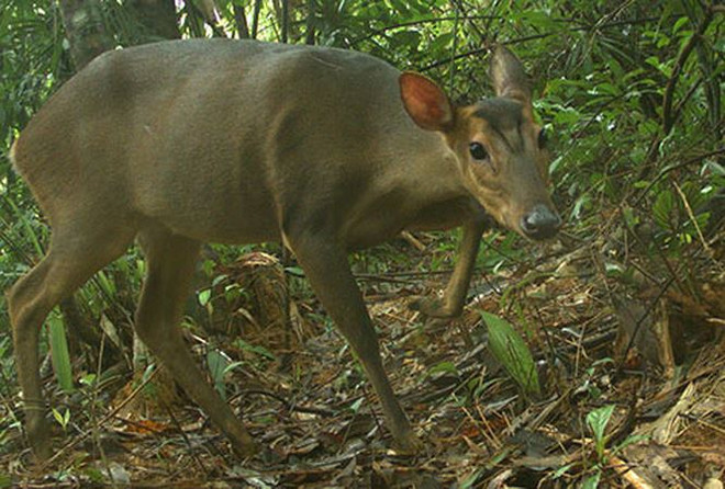 Captan en Vietnam imagen de muntíacos adultos en peligro de extinción ảnh 1