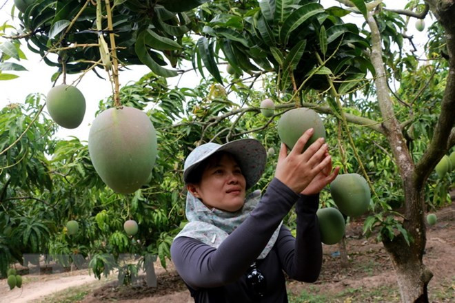 Exportan primer lote de mangos tricolores vietnamitas a Australia ảnh 1 Exportan primer lote de mangos tricolores vietnamitas a Australia ảnh 1