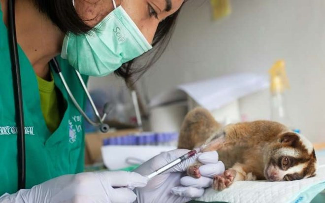 ONGs de Indonesia utilizan alta tecnología contra comercio ilegal de animales ảnh 1 ONGs de Indonesia utilizan alta tecnología contra comercio ilegal de animales ảnh 1