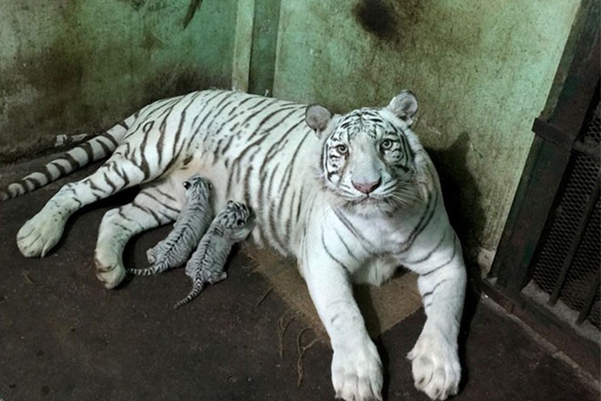 Reproducen con éxito en Vietnam tigre blanco bengalí ảnh 1 Reproducen con éxito en Vietnam tigre blanco bengalí ảnh 1