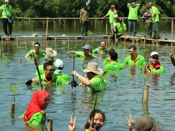 ASEAN por impulsar conservación medioambiental mediante ampliación de manglares ảnh 1 ASEAN por impulsar conservación medioambiental mediante ampliación de manglares ảnh 1