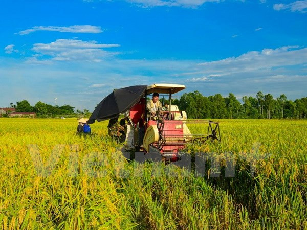 Vietnam por lograr en 2020 un crecimiento agrícola de tres por ciento ảnh 1