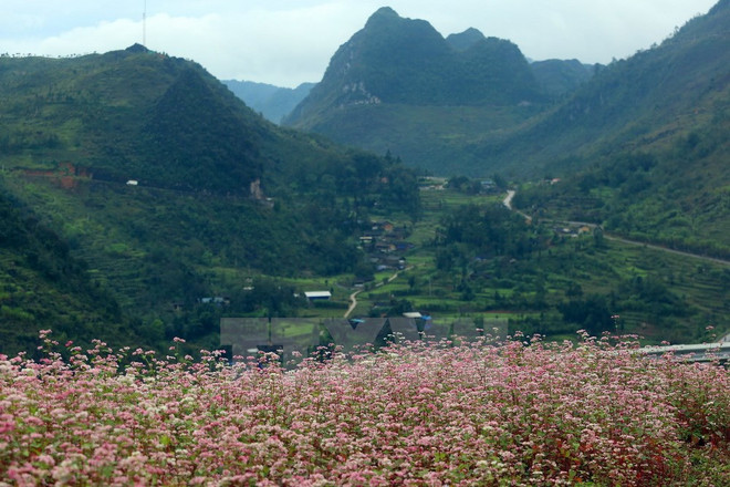 Inauguran Festival de flores de alforfón en meseta Dong Van ảnh 1 Inauguran Festival de flores de alforfón en meseta Dong Van ảnh 1
